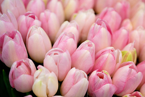 close up of pink tulips