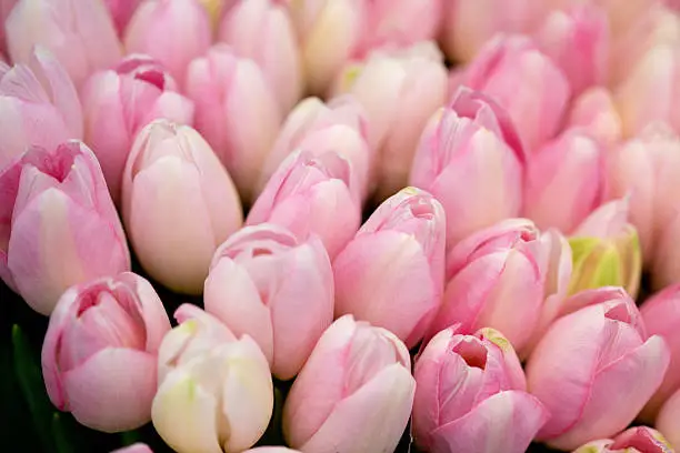 Photo of boquet of pink tulips