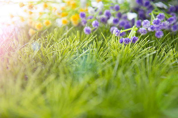 istock wild flowers on the meadow. 515073310