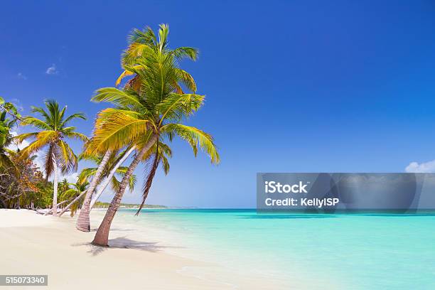 Tropical Beach Stock Photo - Download Image Now - Caribbean Sea, Beach, Palm Tree