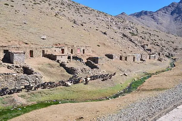 A herd of goats being herded to higher pasture for summer grazing past the tribal houses of a Berber tribe in the Oukameden ski resort area of Morocco