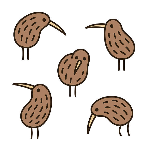 ilustrações de stock, clip art, desenhos animados e ícones de quivi aves sarrabisco conjunto - kiwi