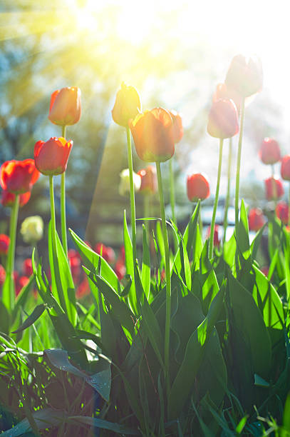 istock Field of red colored tulips 515075966