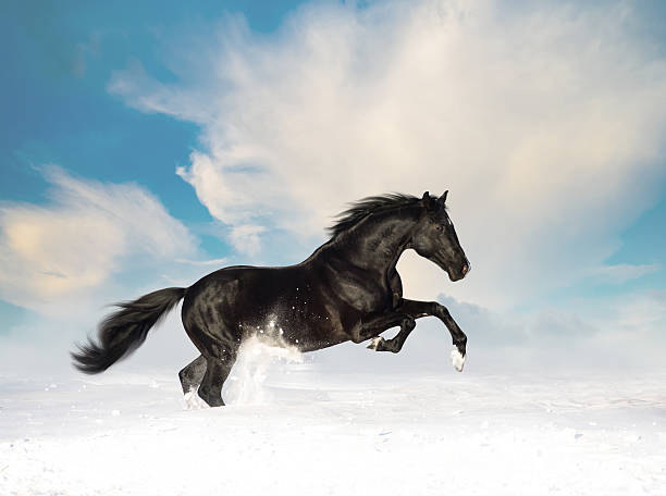 istock Black horse run in the snow 515076466