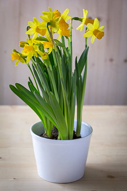 istock Pot of daffodils on the table 515076844
