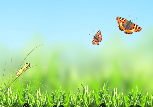 Green grass, caterpillar and butterfly on nature blurred background