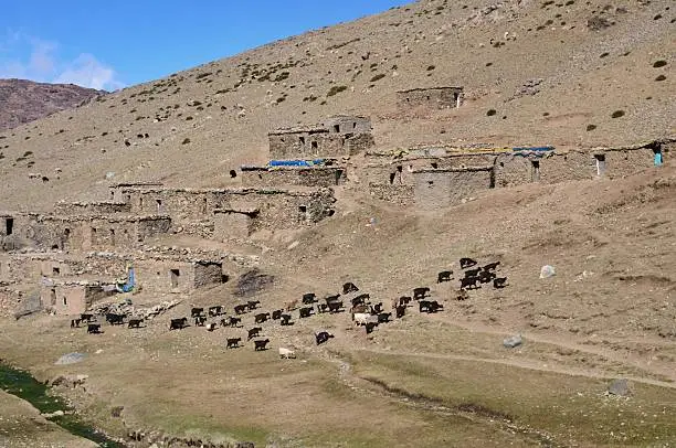 A herd of goats being herded to higher pasture for summer grazing past the tribal houses of a Berber tribe in the Oukameden ski resort area of Morocco