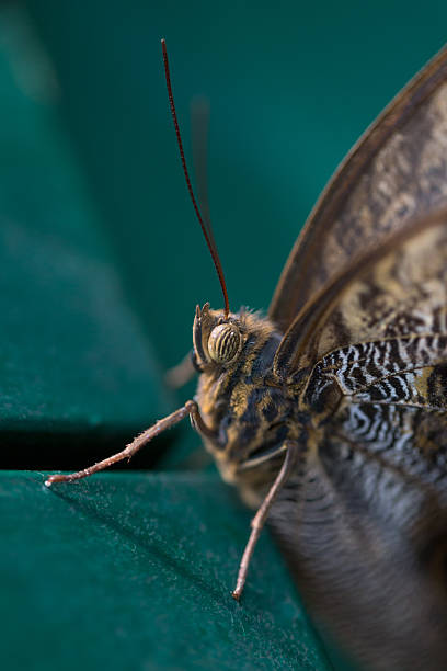 istock beautiful butterfly on plants 515078058