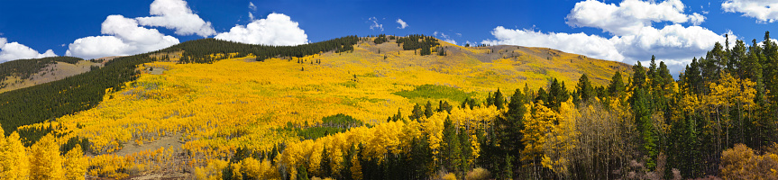 Panoramic view of massive aspen forest in the Colorado Rocky Mountains during Fall