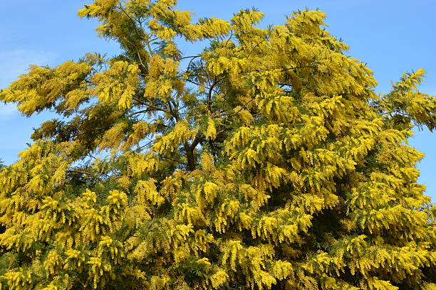 istock Mimosa tree on the Riviera 515078690
