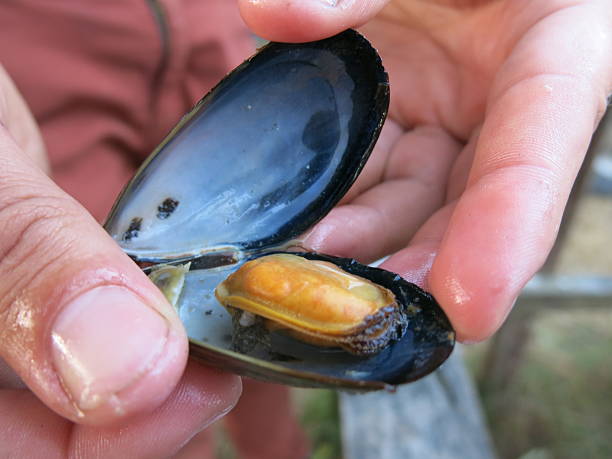 istock cooked and ready to eat common mussle 515080044