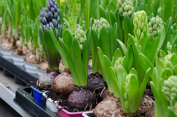 istock hyacinth flower with bulbs in pot 515080274