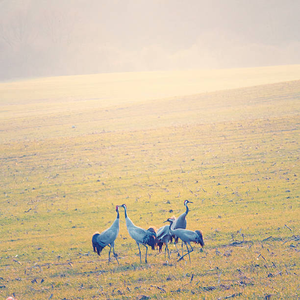 gru [ grus grus ] - vogelzug foto e immagini stock