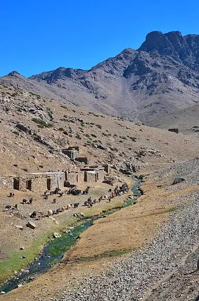 A herd of goats being herded to higher pasture for summer grazing past the tribal houses of a Berber tribe in the Oukameden ski resort area of Morocco