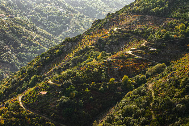 vigneti sulle piste ribeira sacra - galicia foto e immagini stock