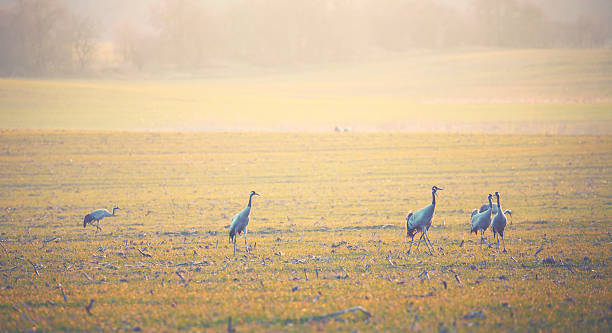 gru [ grus grus ] - vogelzug foto e immagini stock