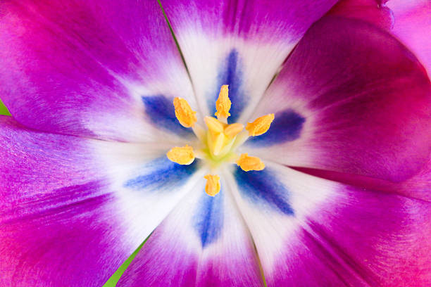 istock Closeup view of a Tulip 515082308