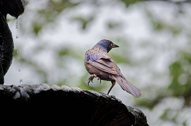 istock Common Grackle Bathing in a Water Fountain 515082352