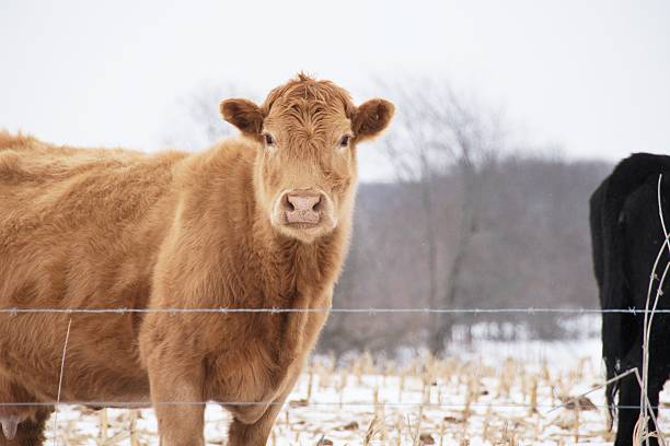 istock Cow at Fence 515084306
