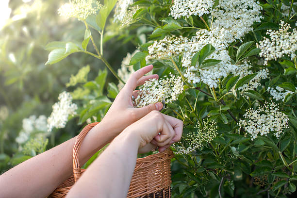 istock Cut Flowers from the Elderberry Bush in a Wicker Basket 515084590