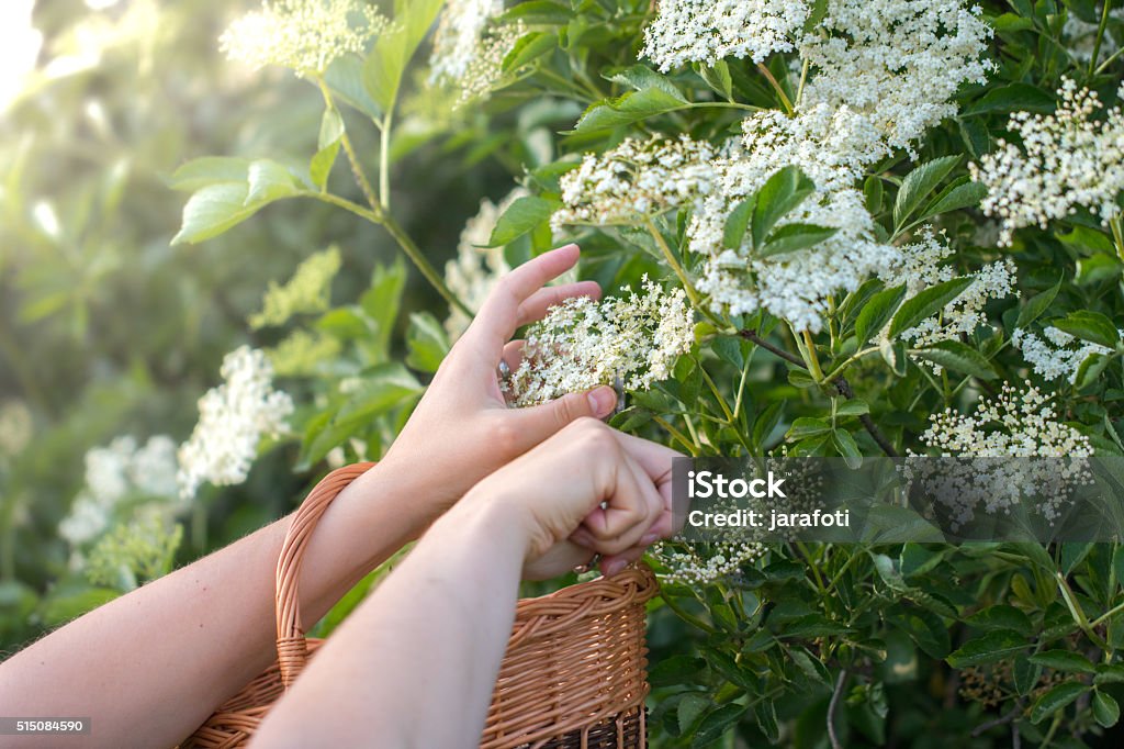 Cut Flowers from the Elderberry Bush in a Wicker Basket Cutting Flowers from the Elderberry Bush in a Wicker Basket Elder - Plant Stock Photo