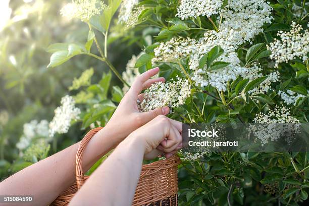 Cut Flowers From The Elderberry Bush In A Wicker Basket Stock Photo - Download Image Now