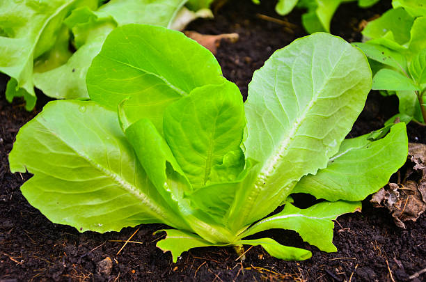 istock Organic Gardening, Green Vegetables 515085166