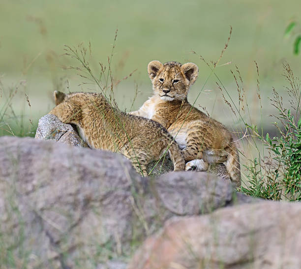 istock Portrait of young Lion 515085470