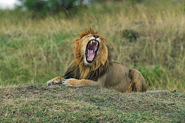 istock Portrait of young Lion 515085524