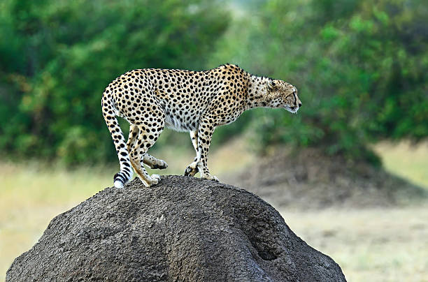 istock Portrait of young Lion 515085688