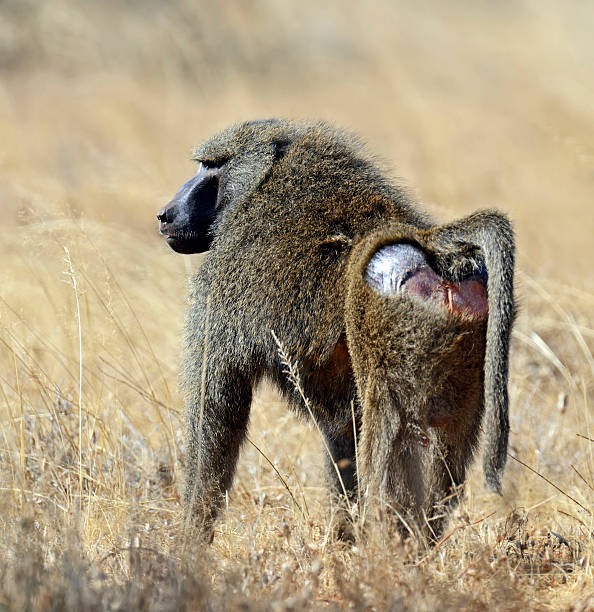 istock Baboons in the savannah 515086862