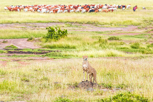 Cheetah in the grasses at Savannah at Masai Mara - watching for preying with Masai people and their cattle herd