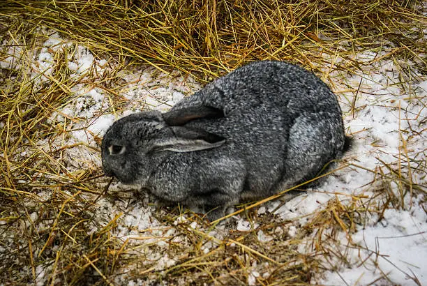 Picture of a brown rabbit on the snow in Russia