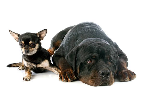 istock rottweiler and chihuahua 515140383