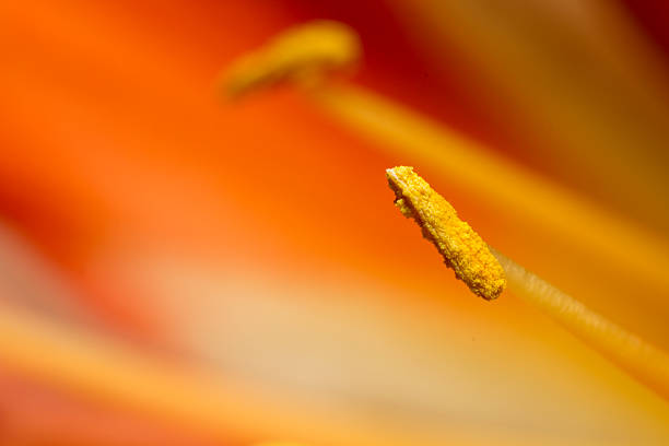 istock Macro, close up of flower stamen. Pollen. 515140901
