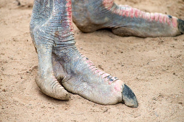 Ostrich foot stock photo