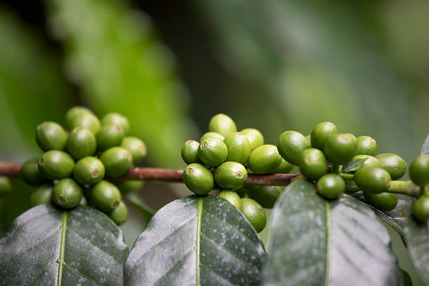 café kona granja de la isla mayor de hawai - kona coffee fotografías e imágenes de stock