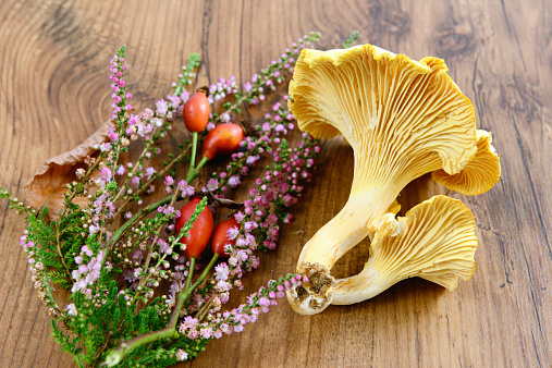 golden chanterelle mushroom (Cantharellus cibarius) with heather and rose hip