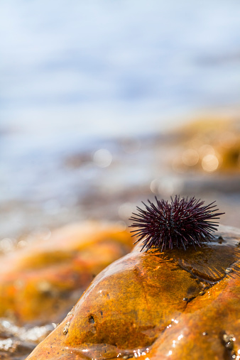 Sea urchin on rock with sea background