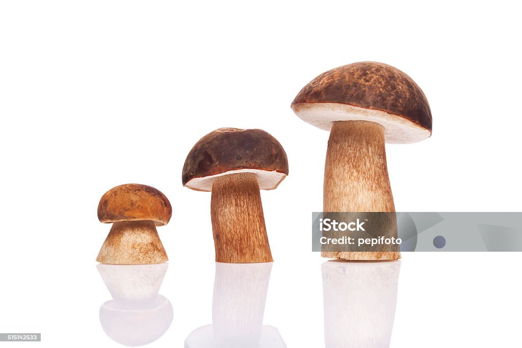 mushroooms - Lizenzfrei Porcini Stock-Foto