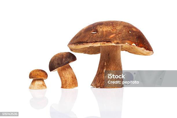 Mushroooms Stockfoto und mehr Bilder von Boletus Sp - Boletus Sp, Braun, Drei Gegenstände