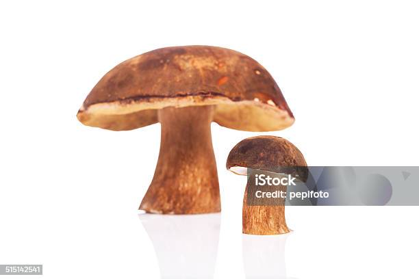 Mushroooms Stockfoto und mehr Bilder von Boletus Sp - Boletus Sp, Braun, Drei Gegenstände