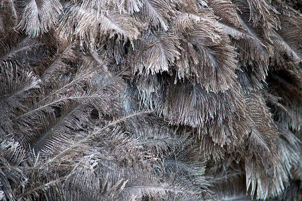 Texture ostrich stock photo