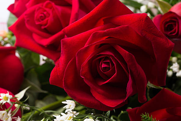 istock Holland flower close up 515143137