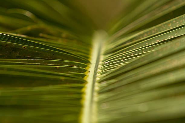 Detail of palm leave. Phenix cannariensis. Palm tree leave of a garden. Showing the details of the structure. Landscape design. Texture. Nobody phenix stock pictures, royalty-free photos & images