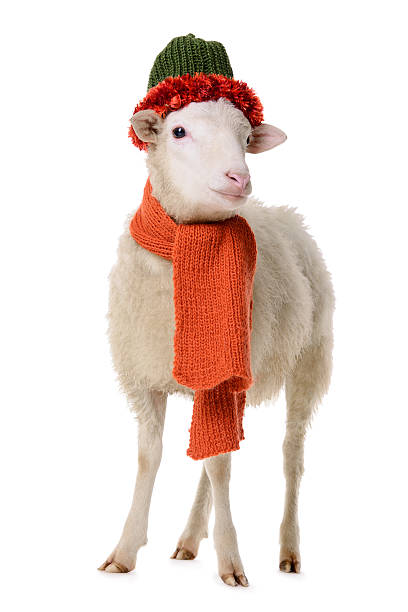 Sheep in clothes stock photo
