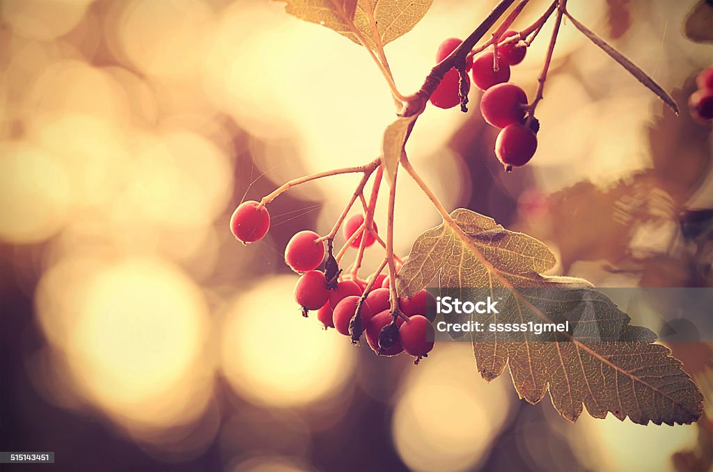 Vintage photo of a red berries Vintage photo of a red berries in sunset Autumn Stock Photo