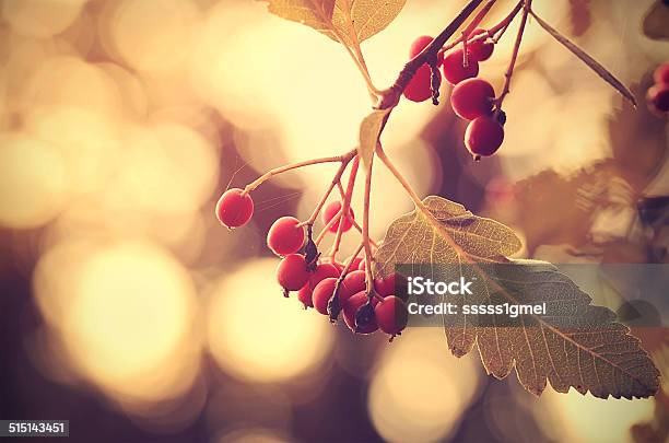 Vintage Photo Of A Red Berries Stock Photo - Download Image Now - Autumn, Beauty, Beauty In Nature