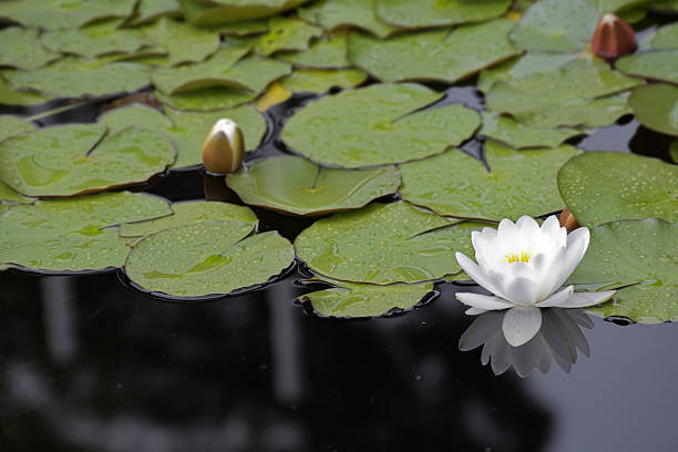 istock The pond with lilies in Madrid park 515143995