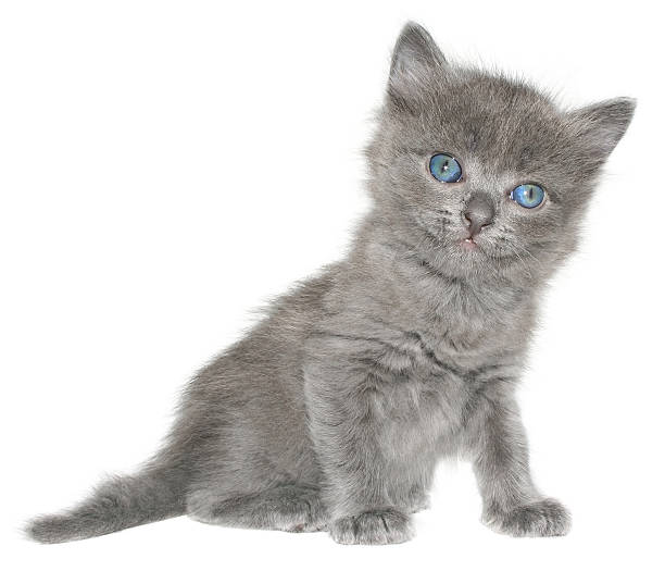 istock Small gray shorthair kitten sitting isolated 515144059